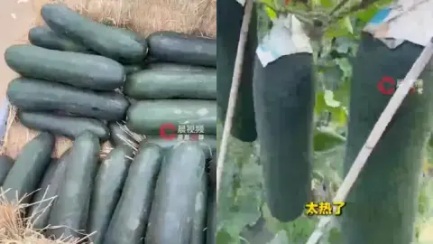 小伙敲冬瓜成网红