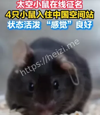 小鼠进入太空家园