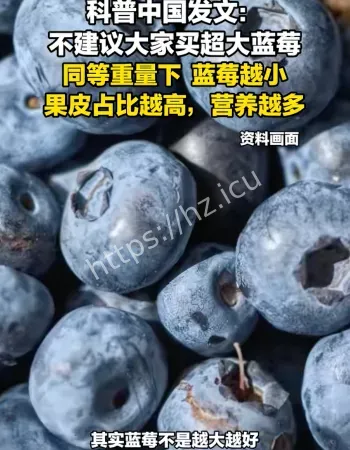 不建议买超大蓝莓